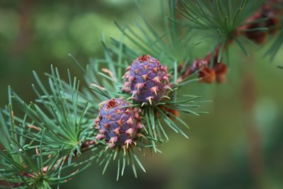 Larix kaempferi - modřín japonský - šišky